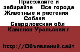 Приезжайте и забирайте. - Все города Животные и растения » Собаки   . Свердловская обл.,Каменск-Уральский г.